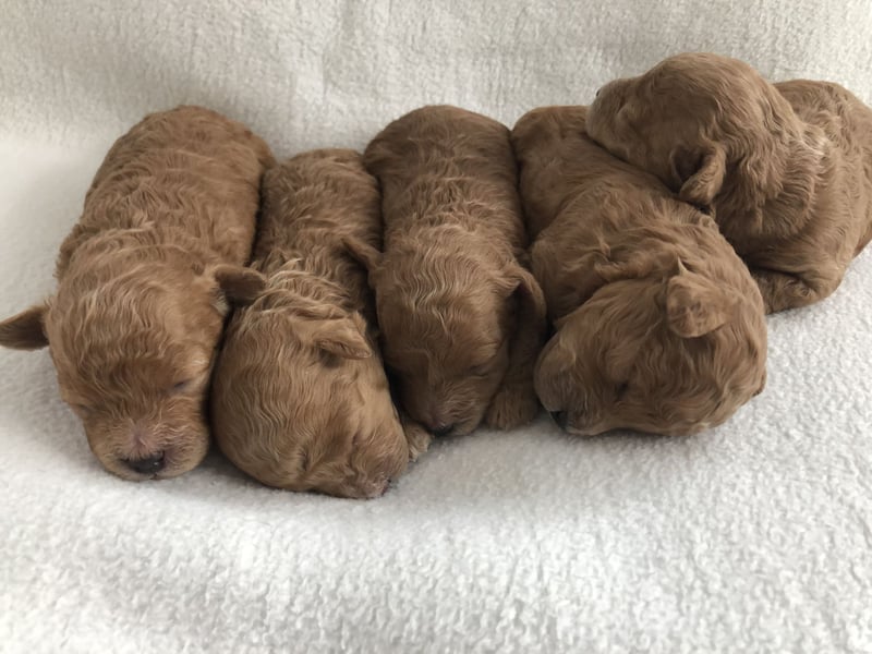 Maltipoowelpen in Apricot