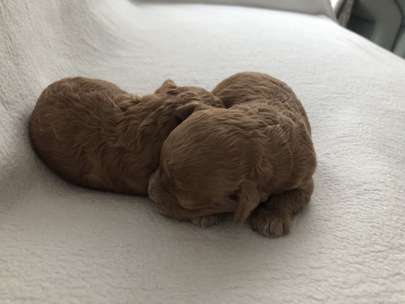 Maltipoowelpen in Apricot