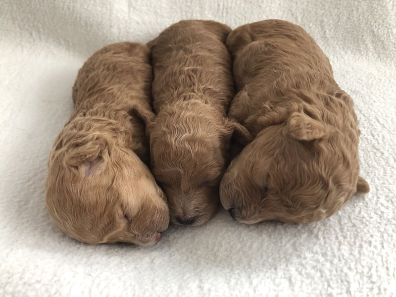 Maltipoowelpen in Apricot