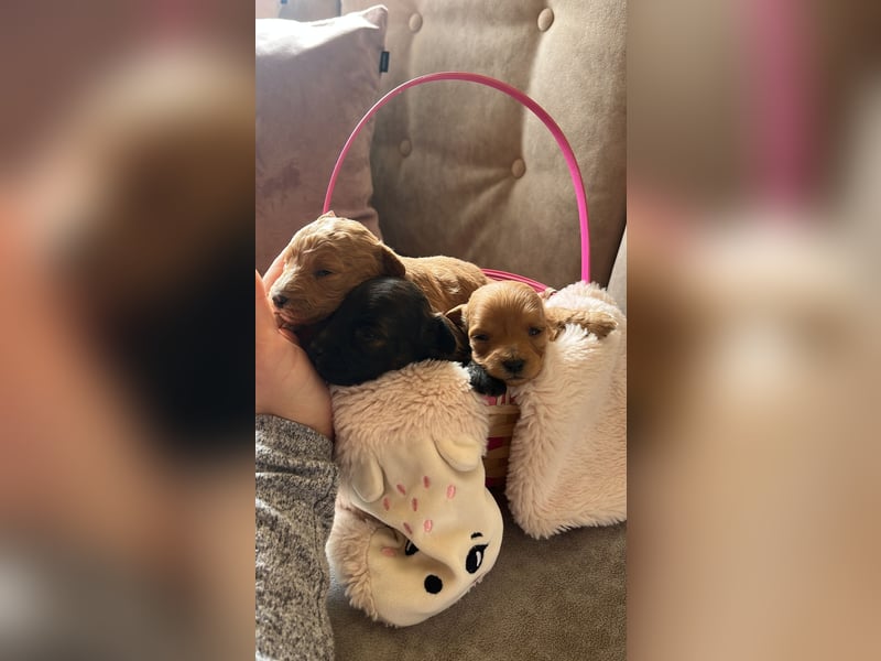 Maltipoo-Welpen in goldbraun/apricot/schokobraun