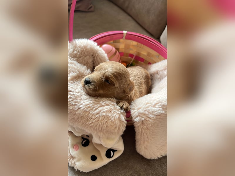 Maltipoo-Welpen in goldbraun/apricot/schokobraun