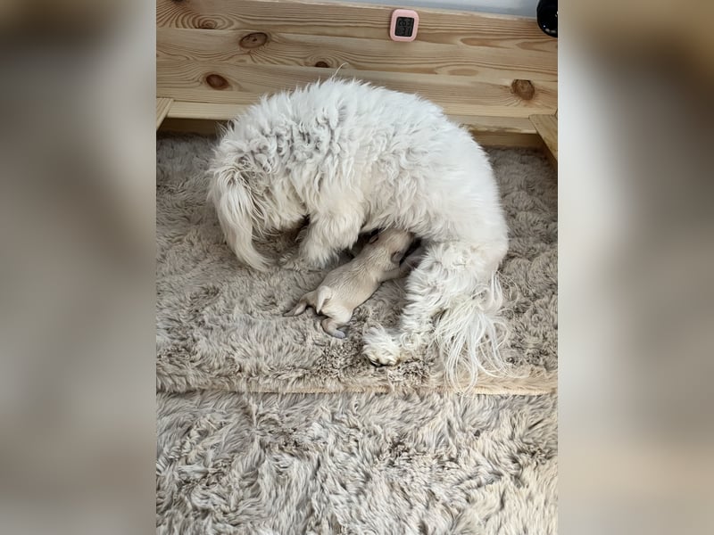 Maltipoo F1
