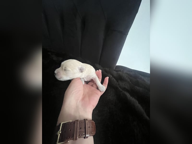 Maltipoo F1