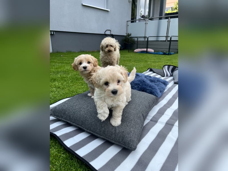 Maltipoo F1