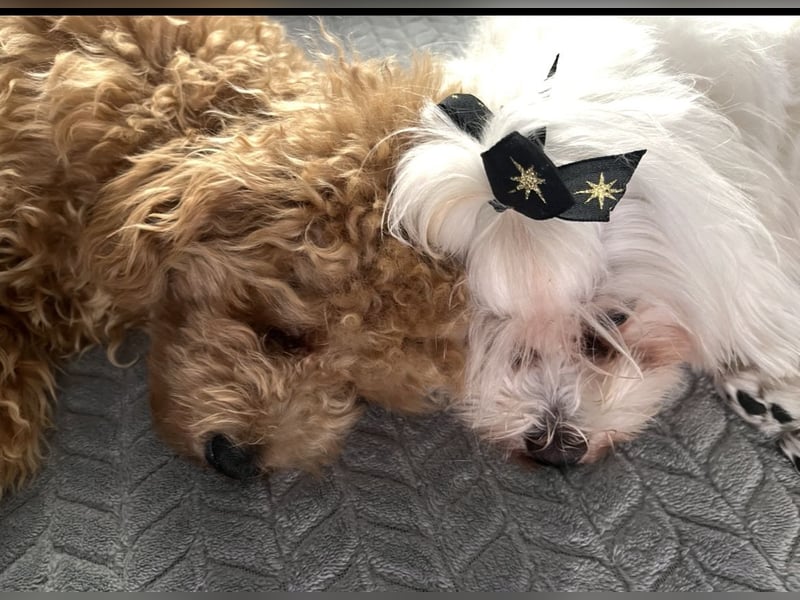 Maltipoo F1