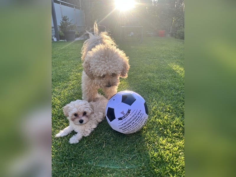 Maltipoo F1