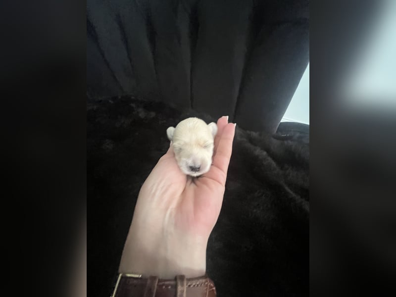 Maltipoo F1