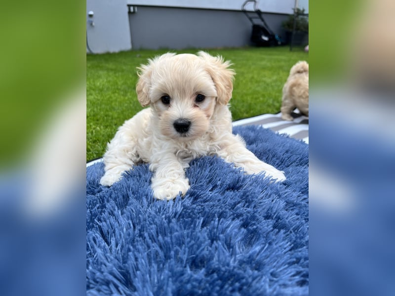 Maltipoo F1