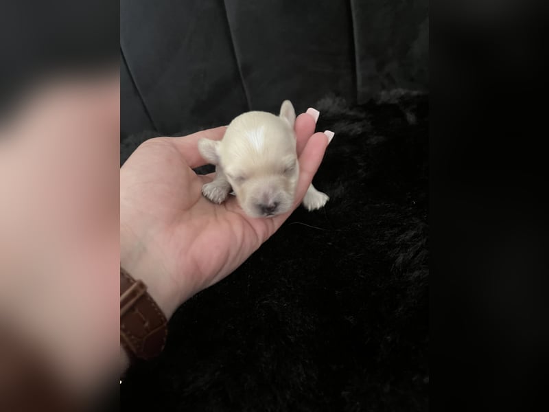 Maltipoo F1