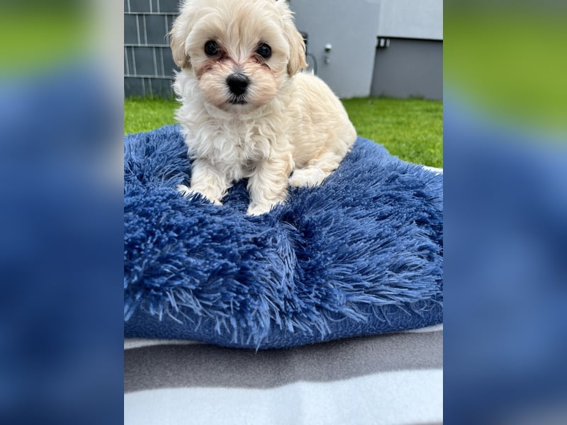 Maltipoo F1
