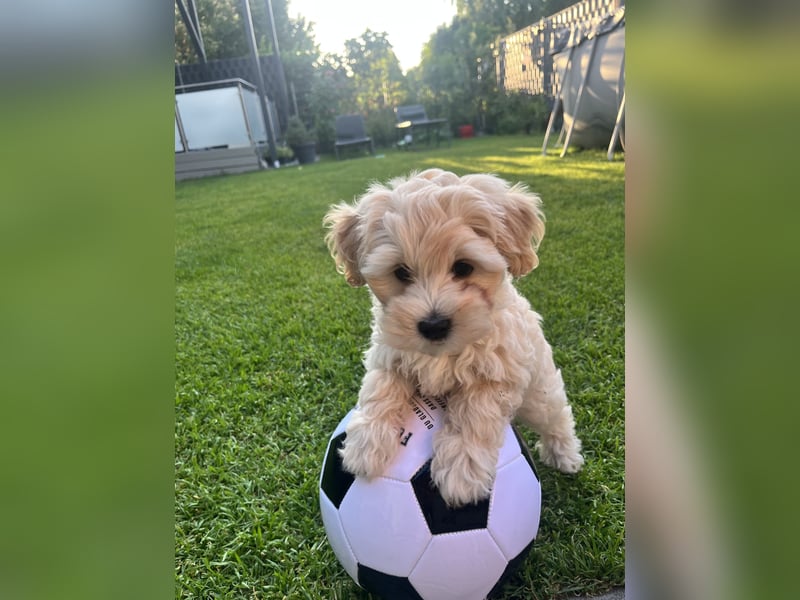Maltipoo F1