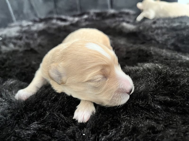 Maltipoo F1