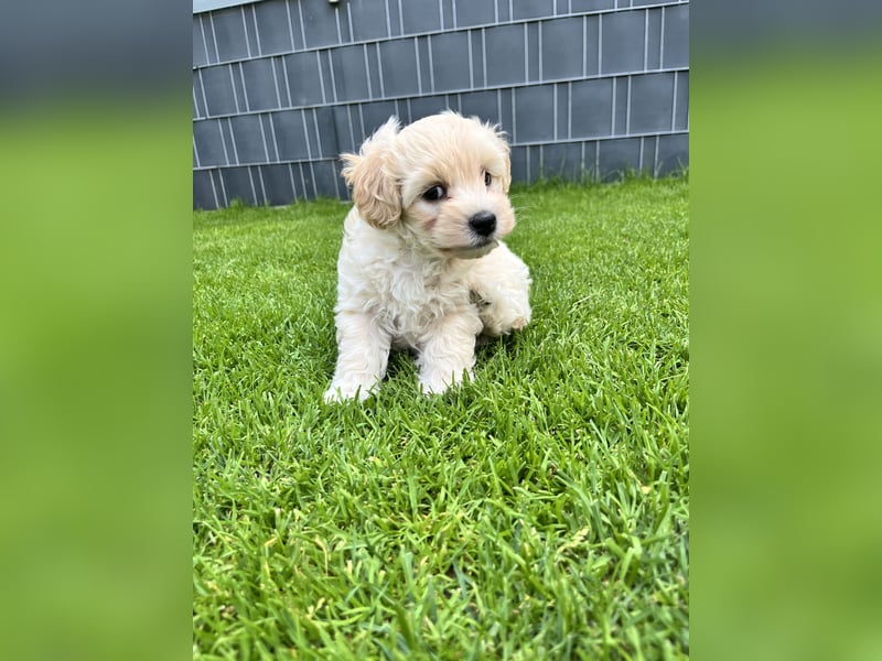 Maltipoo F1
