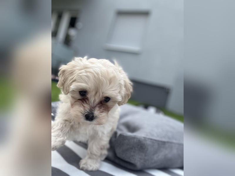 Maltipoo F1