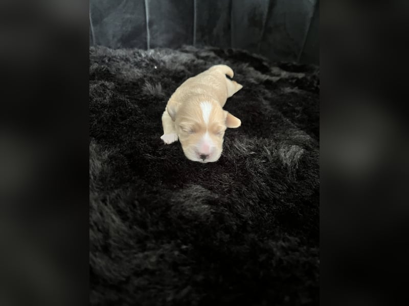 Maltipoo F1