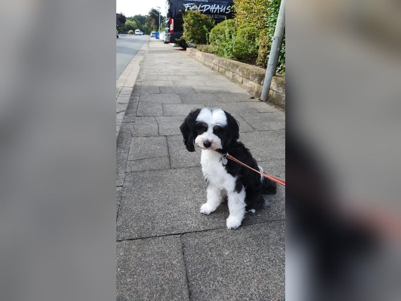 Tibet Terrier Zwergpudel Doodle Welpen nicht haarend Allergiker