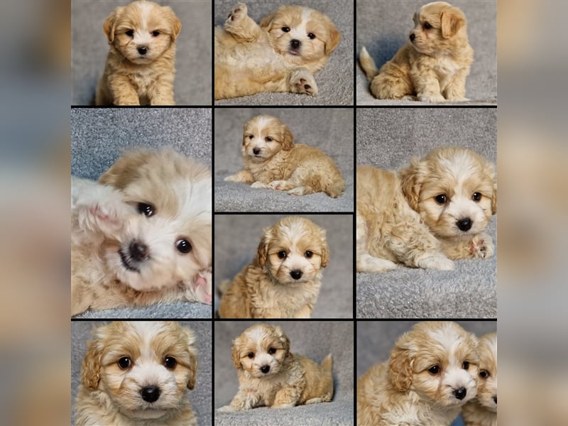 Maltipoo Welpen/ Rüden & Weibchen auszugsbereit