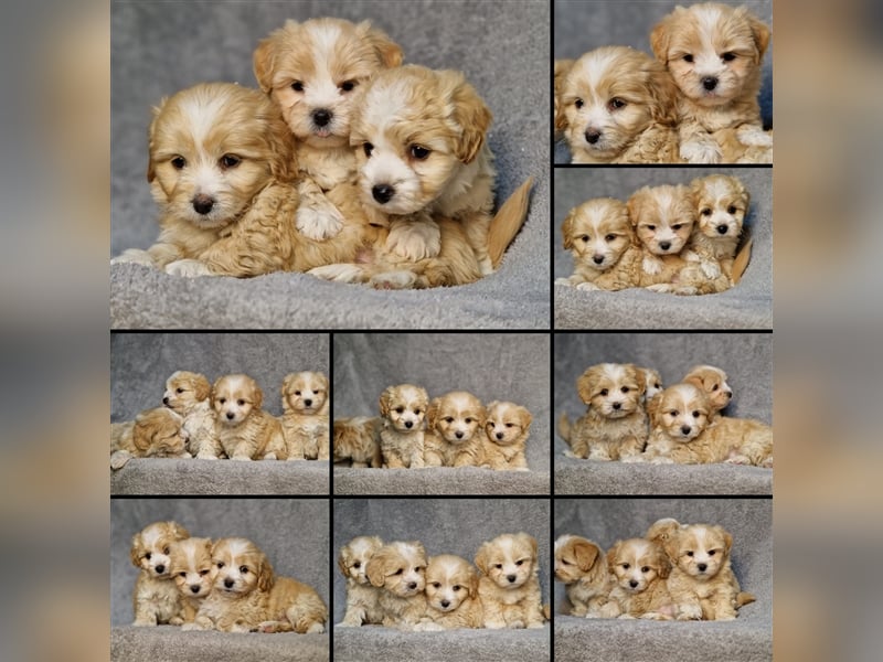 Maltipoo Welpen/ Rüden & Weibchen auszugsbereit