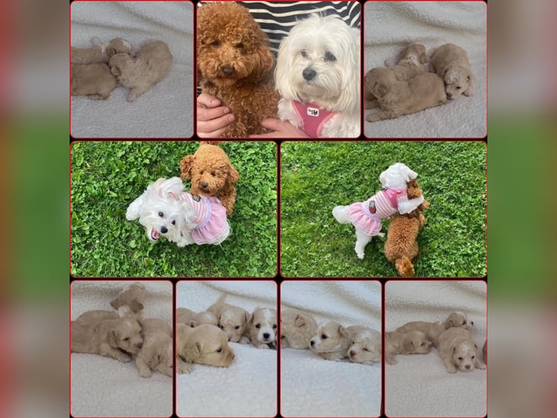 Maltipoo Welpen/ Rüden & Weibchen auszugsbereit