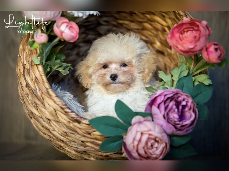 Maltipoo Welpen Rüde sucht ab sofort liebevolles Zuhause!