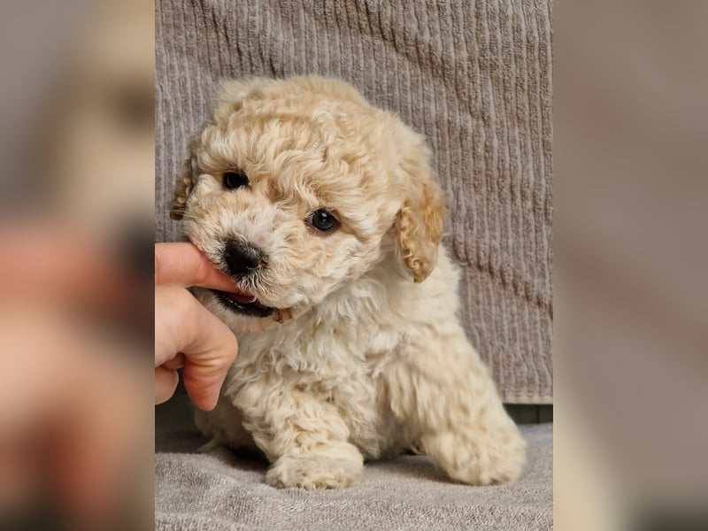 Maltipoo Welpe Rüde