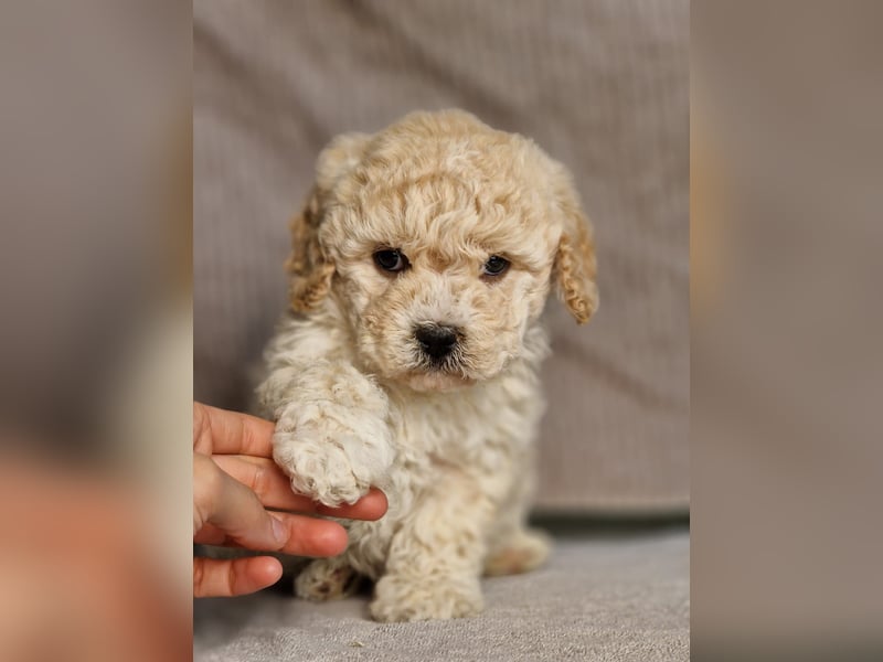 Maltipoo Welpe Rüde