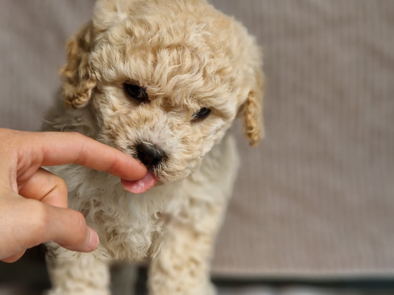 Maltipoo Welpe Rüde