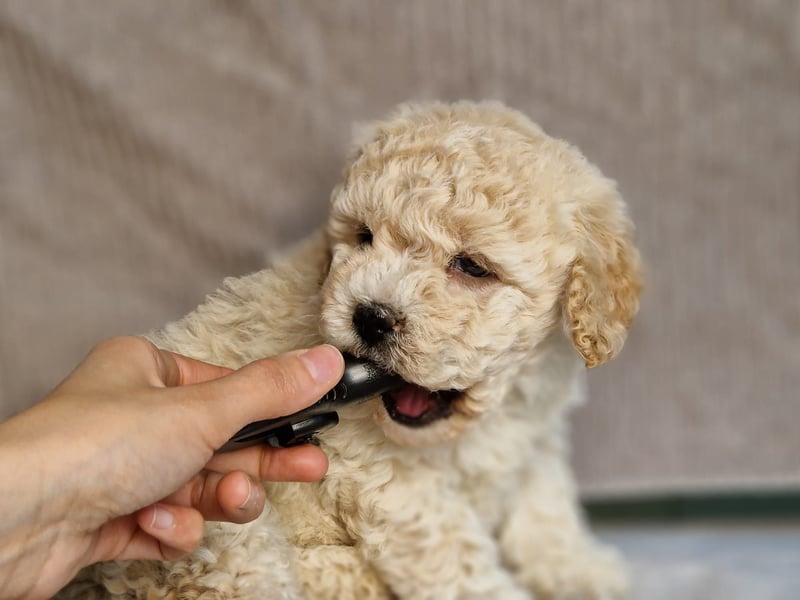 Maltipoo Welpe Rüde