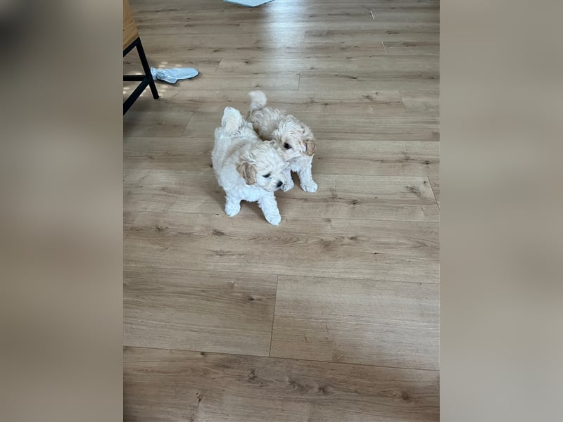 Maltipoo Welpen noch eine Hündin!