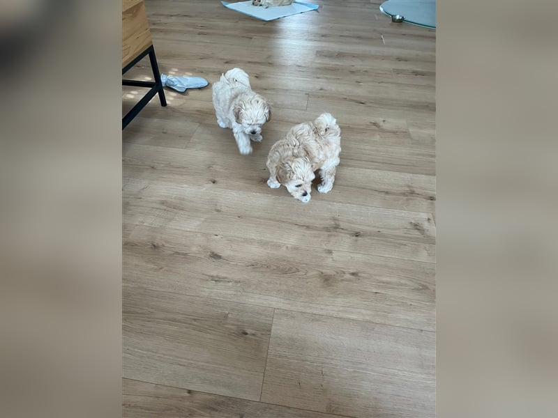 Maltipoo Welpen noch eine Hündin!