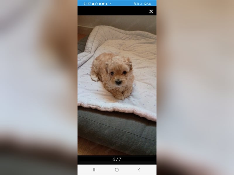 Maltipoo Welpen noch eine Hündin!