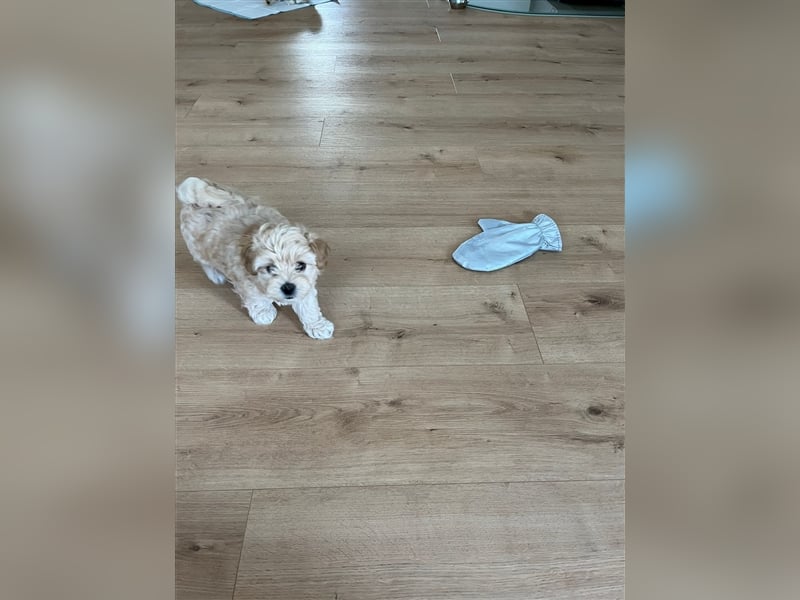 Maltipoo Welpen noch eine Hündin!