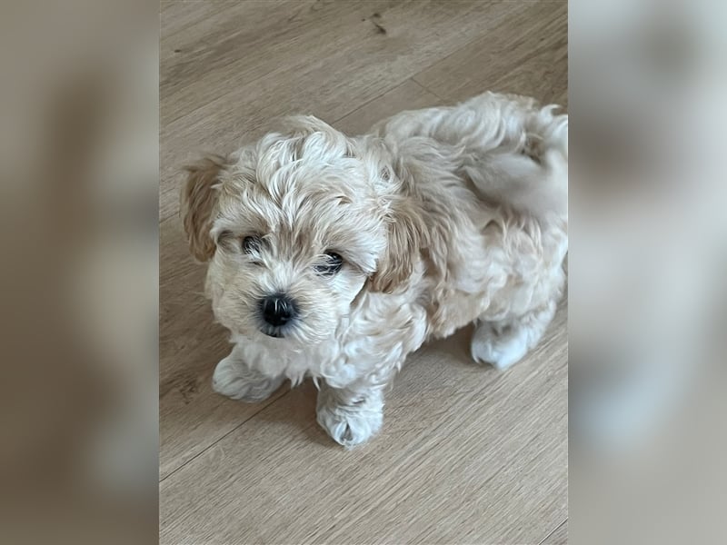 Maltipoo Welpen noch eine Hündin!