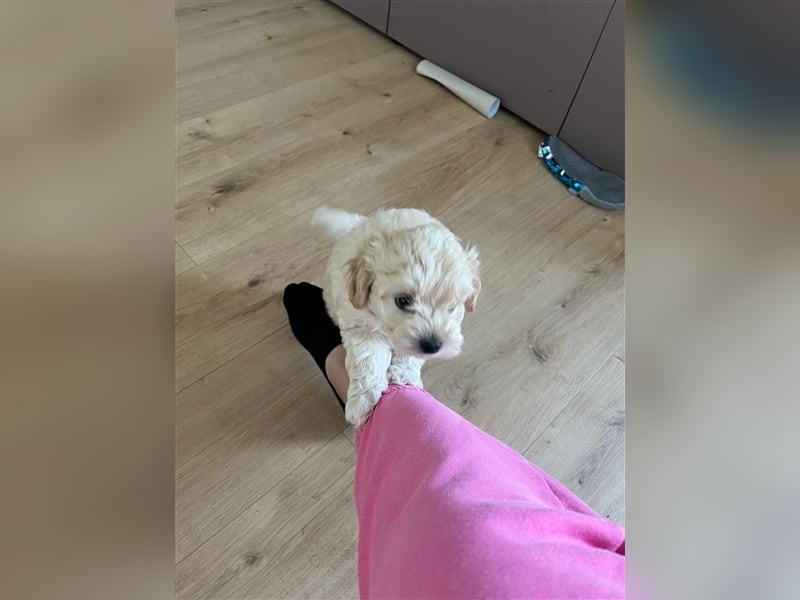 Maltipoo Welpen noch eine Hündin!