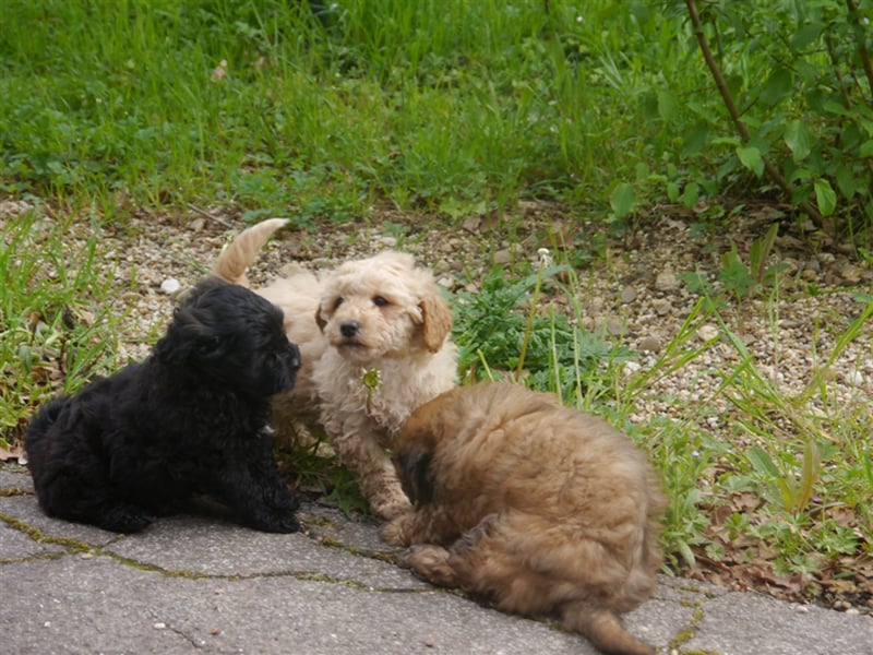 Bolonka-Pudel (Doodle, Bollipoo) Welpen.