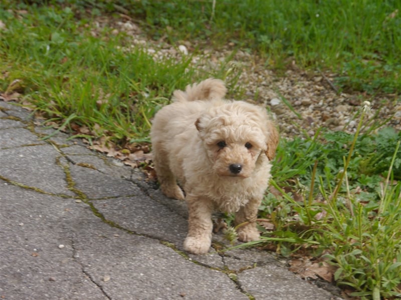 Bolonka-Pudel (Doodle, Bollipoo) Welpen.