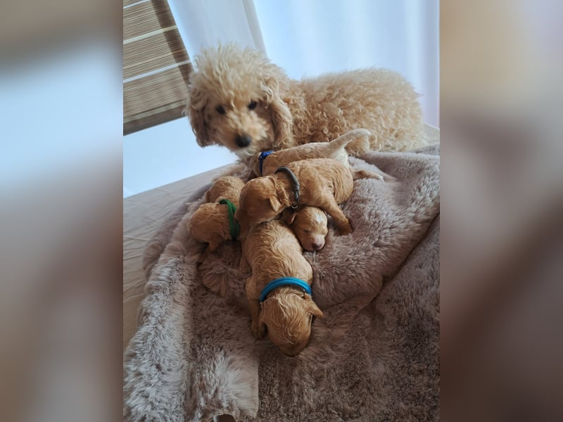 Maltipoo Welpen