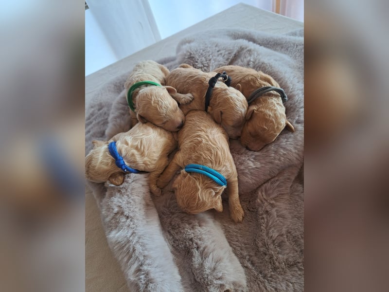 Maltipoo Welpen