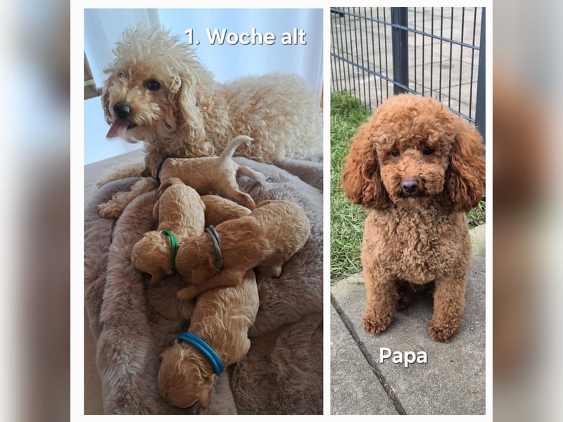 Maltipoo Welpen