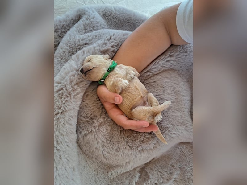 Maltipoo Welpen