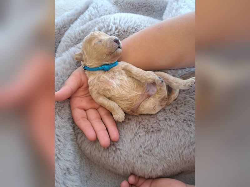 Maltipoo Welpen