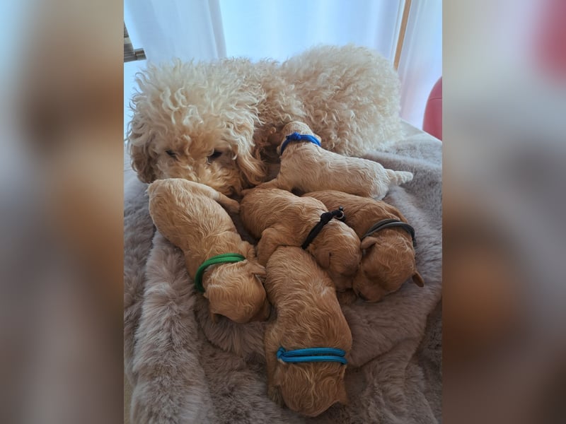 Maltipoo Welpen