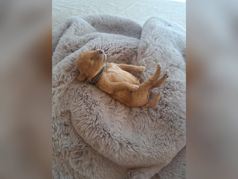 Maltipoo Welpen
