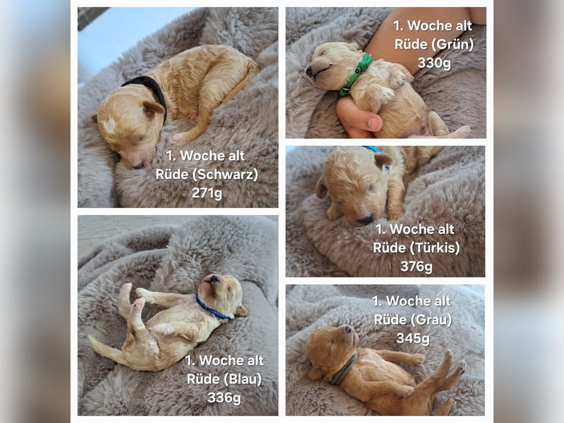 Maltipoo Welpen