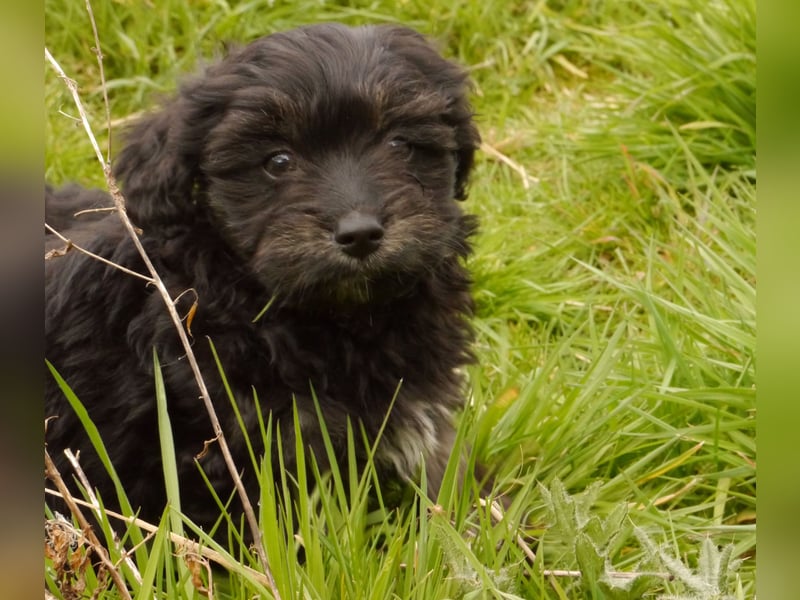 Bolonka-Pudel (Doodle, Bollipoo) Welpen.