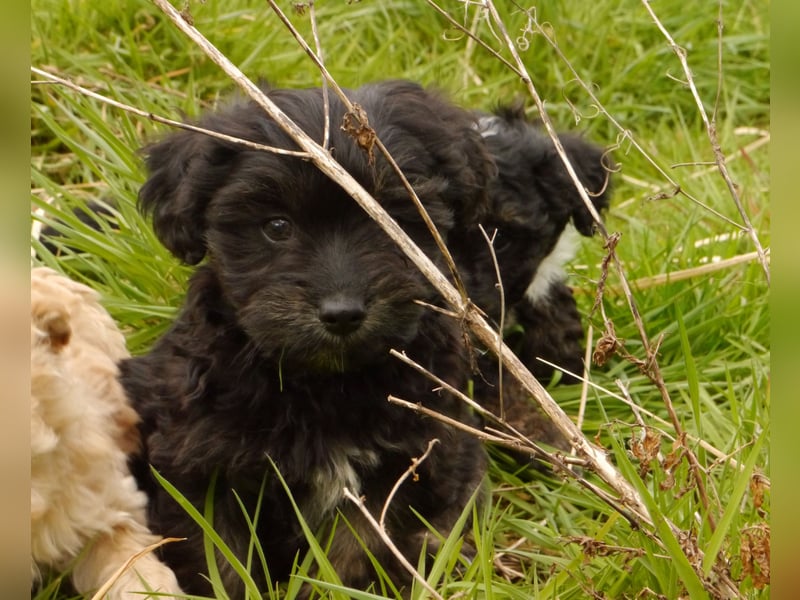 Bolonka-Pudel (Doodle, Bollipoo) Welpen.