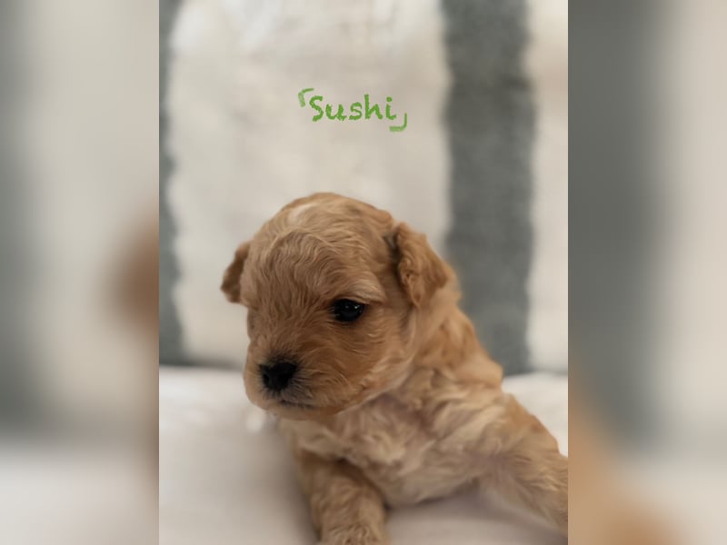 Maltipoo Welpen