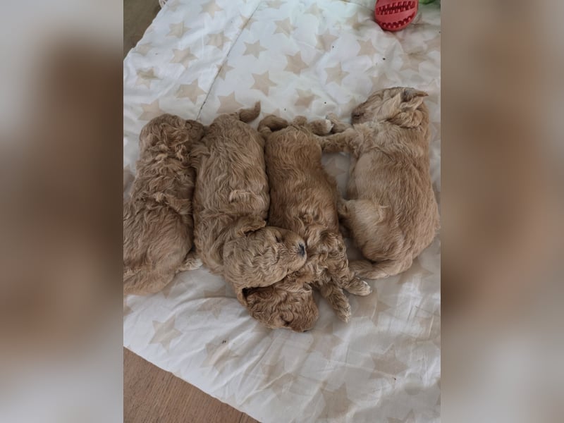 Maltipoo Welpen