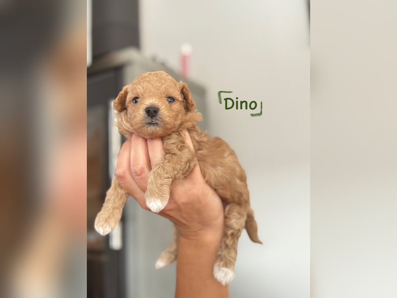 Maltipoo Welpen