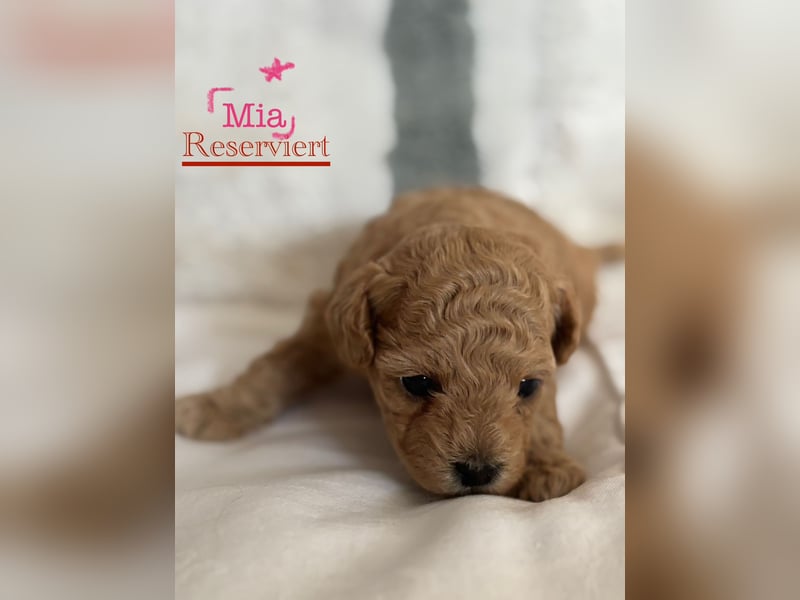 Maltipoo Welpen
